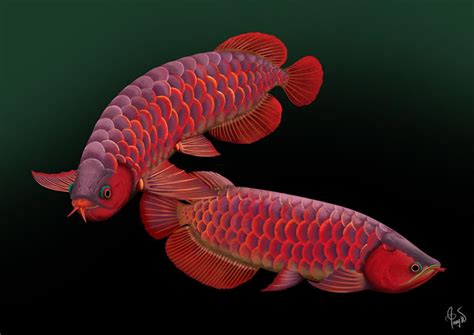 Arowana Care - Myths and Folklore Surrounding the Arowana | Exotic Tropical Ornamental Fish ...