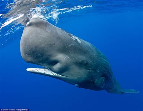 Whale | Whales | Basic Facts About Whales | Defenders of Wildlife ...