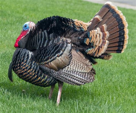 Wild Turkey Fact Sheet | Blog | Nature | PBS