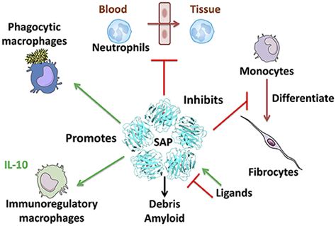 Frontiers | The Development of Serum Amyloid P as a Possible Therapeutic