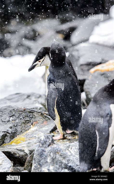 Penguins on the Elephant Island Stock Photo - Alamy