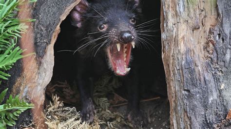 Tasmanian Devil - Animal | Profile | Traits | Facts | Baby | Diet - Mammal Age