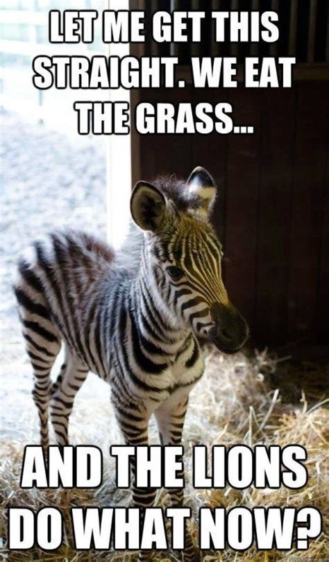 17 New funny zebra meme photo 2021