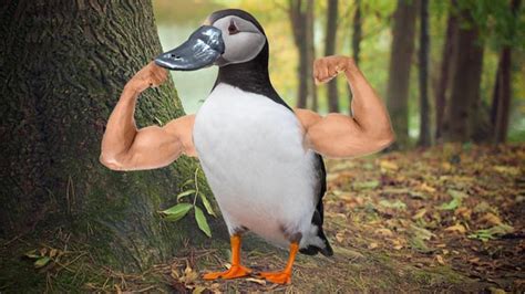 I also gave it a platypus bill : r/birdswitharms