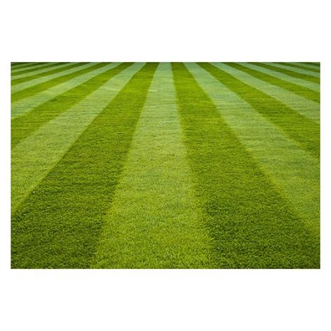 Tall Fescue Grass Seeds - Lawn Grass