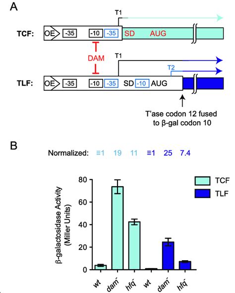 Transposase-lacZ translational and transcriptional fusion reporter ...