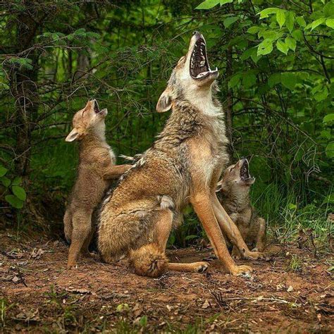 Mother coyote teaching her coyote pups how to howl. : r/AnimalPorn