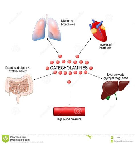 Stress response system stock vector. Illustration of blood - 125108917