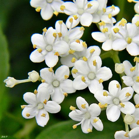 Sambucus canadensis (American Elder, American Elderberry, Common ...