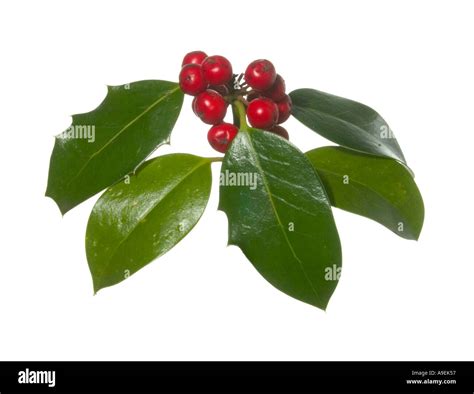 Holly Leaves berries in autumn cutout Surrey England Stock Photo: 4029270 - Alamy