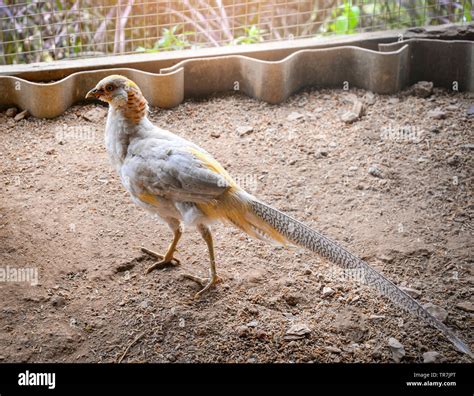 Golden pheasant male female hi-res stock photography and images - Alamy