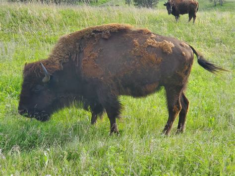 Definitive Guide To American Bison Facts, Habitat, Conservation Status ...