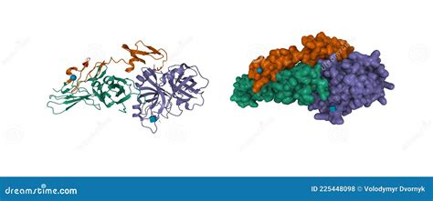 Tissue Factor (TF, Extracellular Part) Protein. Essential In Extrinsic ...