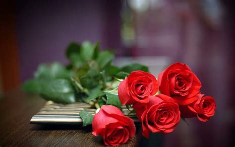 HD wallpaper: Red Roses Love, flower, nature | Wallpaper Flare