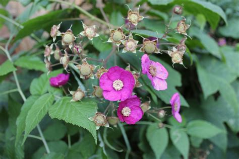 Cluster of Thimbleberry Flowers and Fruit