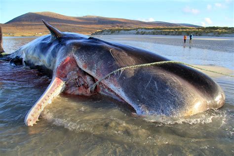 Young Sperm Whale Found Dead With 100 Kgs Of Trash In Its Stomach. What Are We Doing To This Planet?