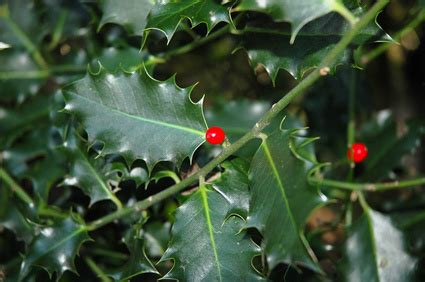 How to Cut Back Holly Bushes | Garden Guides