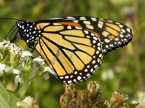 Monarch Butterfly -"Fall 2011" | Monarch Butterfly -"Fall 20… | Flickr