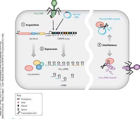 Figure 1 from CRISPR-Cas systems in bacteria and archaea: versatile ...