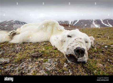 Death sea p hi-res stock photography and images - Alamy