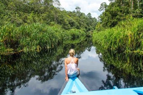 Borneo Orangutans In Tanjung Puting National Park