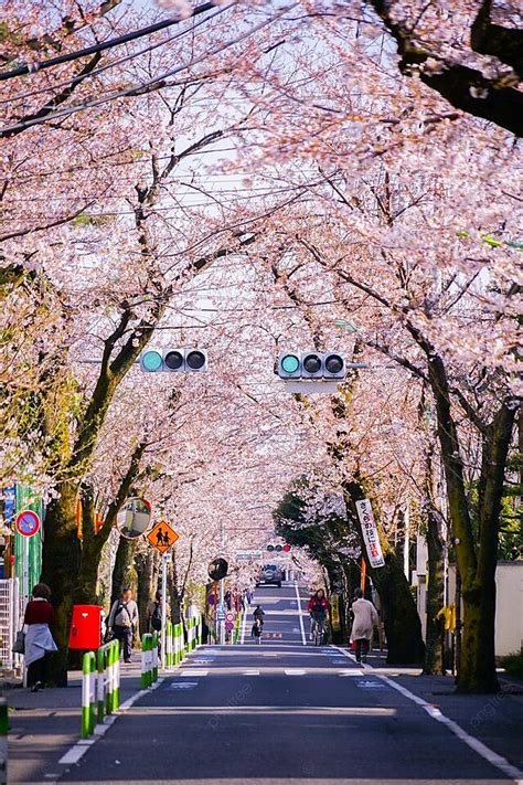 Sakura Avenue In Sakura Kencho Sakura City Setagaya Ward Photo ...