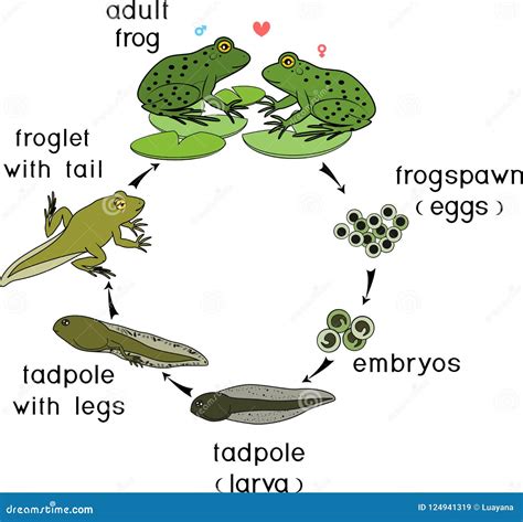 5 Stages Of Frog Life Cycle - Design Talk