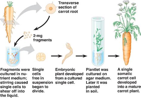 Cell and Development Biology : WEEK 6 - Topic 6: Plant Cell & Totipotency and Topic 7 ...