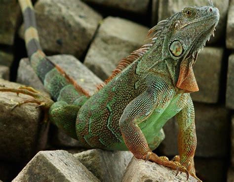 Green Iguana Lifespan, Care Requirements, and Health Issues of Pet Green Iguanas - Pets Views