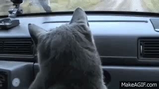 Cat loves driving car on Make a GIF