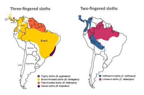 8. Where do sloths live? Habitat and Distribution - The Sloth Conservation Foundation