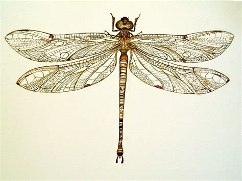 Dragonfly Illustration | Vintage Dragonfly Art