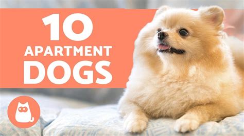 10 BEST APARTMENT DOGS 🏠 Breeds for Small Spaces - YouTube