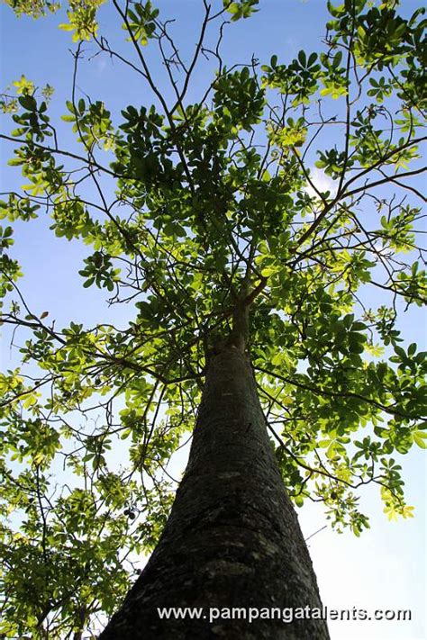 Banuyo (Wallaceodendron Celebicum)