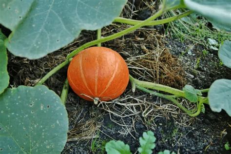 Squash Growing Tips: How Far Apart to Plant Squash - Gardening Dream