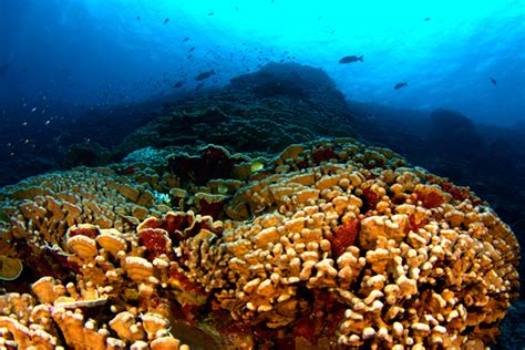 Human impacts are 'decoupling' coral reef ecosystems