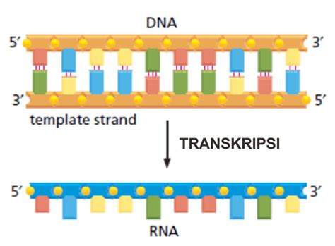 Transkripsi DNA: Sintesis & Modifikasi RNA – Biokimia Kedokteran – Caiherang