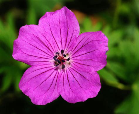 Purple Flower in Close-up Photography · Free Stock Photo