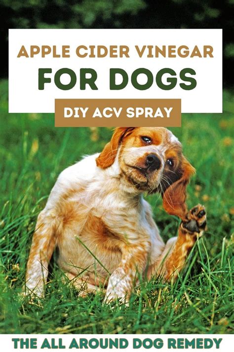 DIY Apple Cider Vinegar Spray for Dogs: Benefits and How-To in 2024 ...