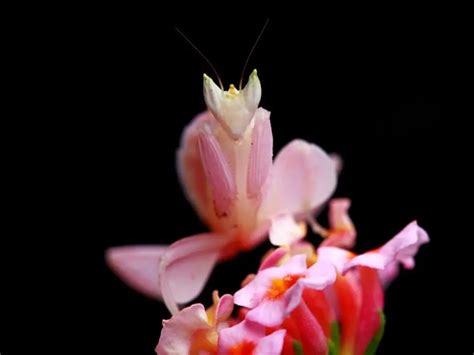 How to Keep Orchid Mantis - Hymenopus Coronatus Care Guide