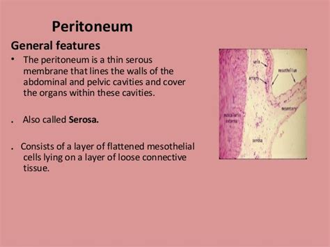 Histology Of Peritoneum