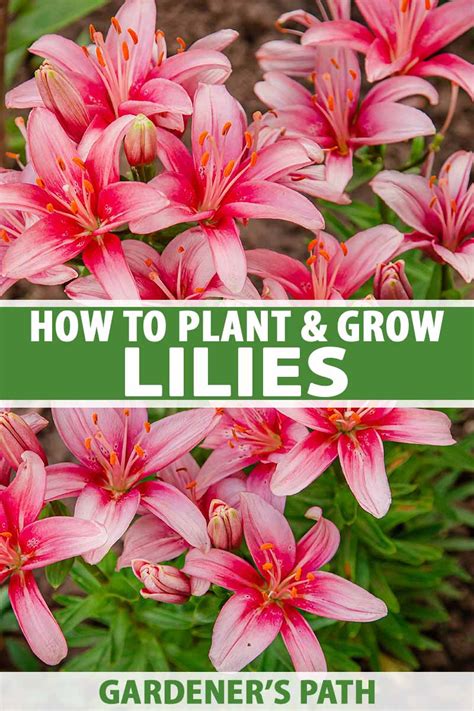 How to Plant and Grow Lilies | Gardener's Path