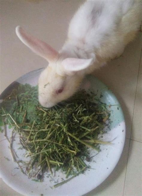 Alfalfa Hay For Rabbits at Rs 150/kg | Alfalfa Hay | ID: 20820392448