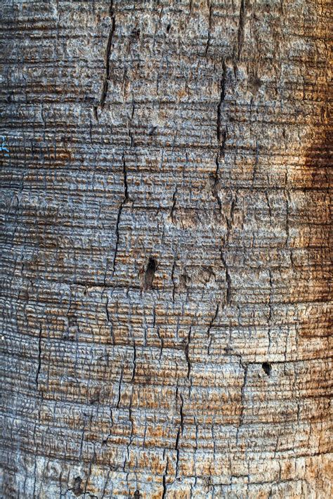 Natural Tree Wood Bark Trunk 3199151 Stock Photo at Vecteezy