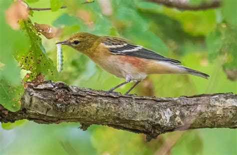 Bruce’s Birdtography: The Joys of Fall Migration – BWD Magazine