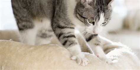 Why Do Cats Knead? 5 Possible Reasons Your Cat Kneads