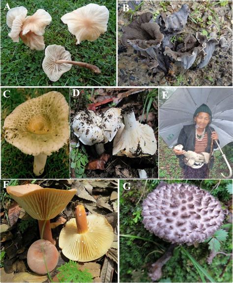 A Marasmius oreades growing among grasses. B Craterellus... | Download Scientific Diagram