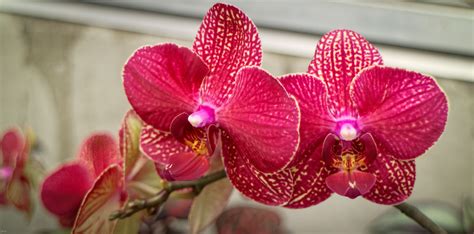 Pin by Eric Linneman on Denver Botanic Gardens Orchids | Denver botanic ...