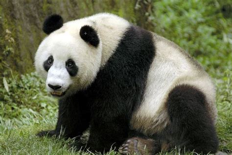 Giant panda and the Bamboo. | Giant panda, Panda, Giant panda bear