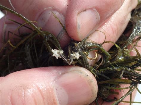 SSW Facts Page – Starry Stonewort Collaborative